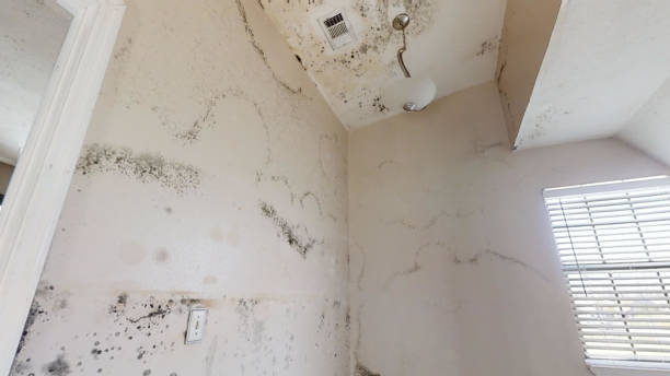 Best Crawl Space Mold Remediation  in Pella, IA
