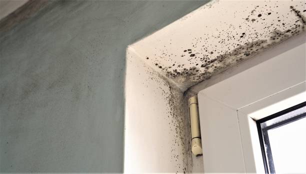 Best Mold Damage Restoration  in Pella, IA