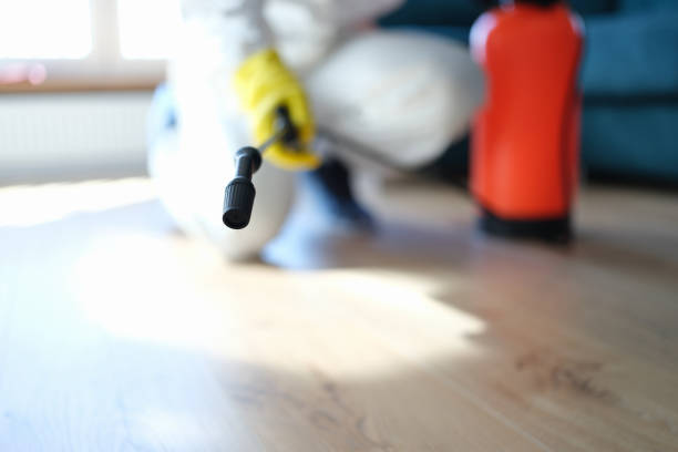 Trusted Pella, IA Mold Removal Experts