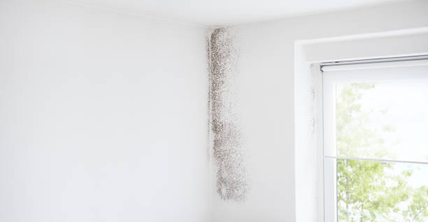  Pella, IA Mold Removal Pros