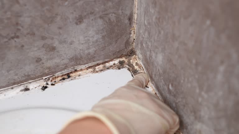 Best Basement Mold Removal  in Pella, IA