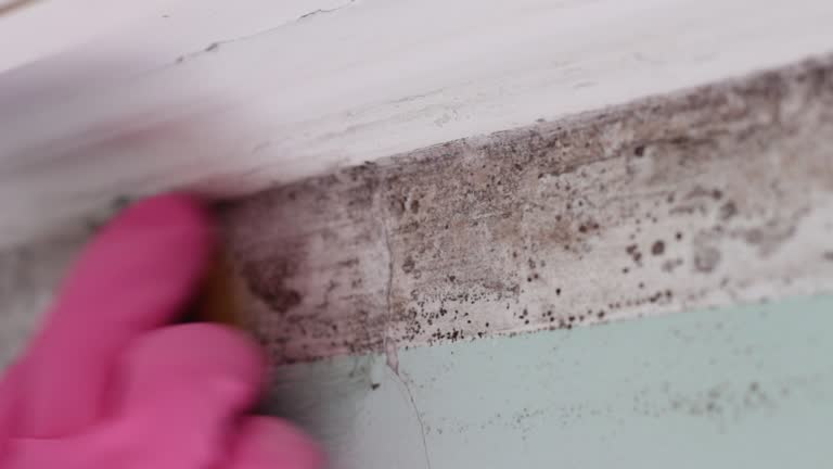 Best Mold Documentation for Insurance Claims  in Pella, IA